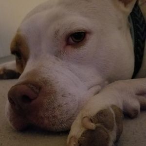 Meet your Posher, Adam